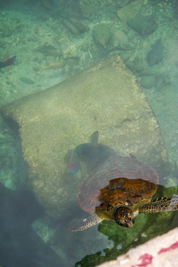Hostel Villa Luz Beach Tintipan Island Bagian luar foto